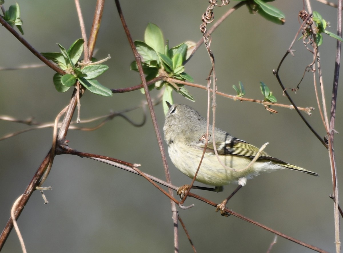 Ruby-crowned Kinglet - ML615974858