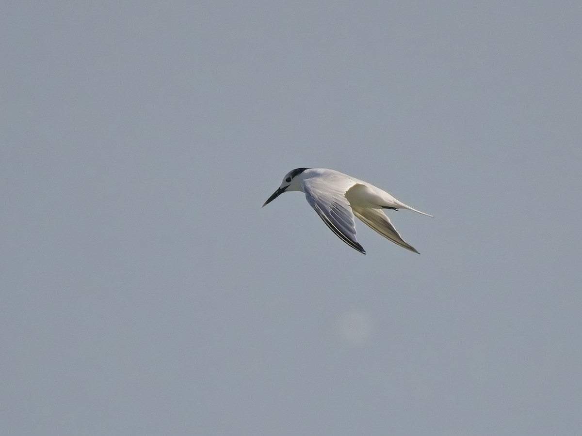 Sandwich Tern - ML615974894