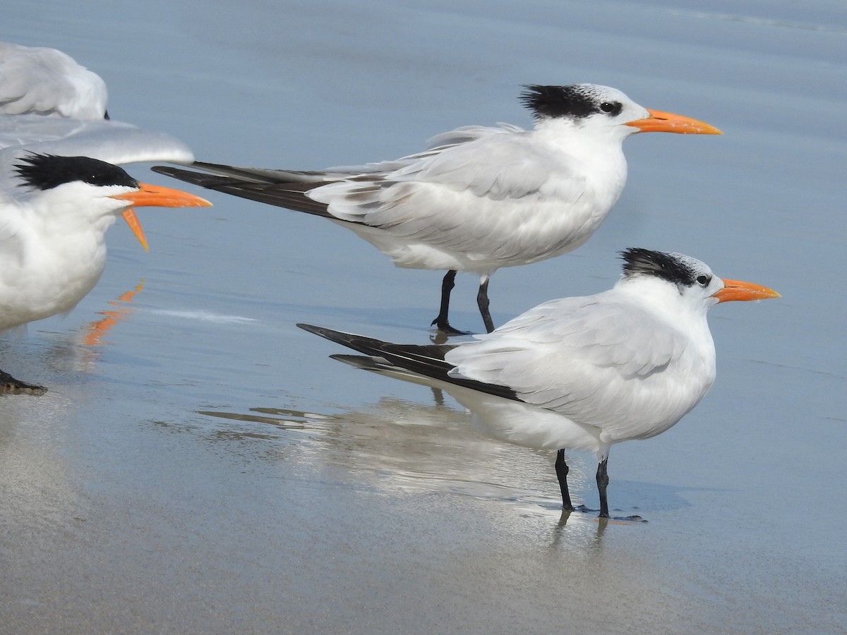 Royal Tern - JoAnne Russo