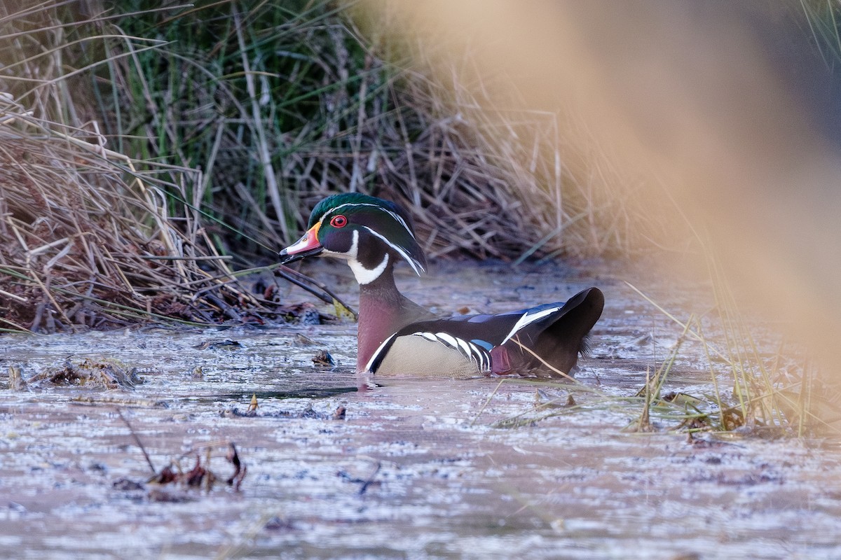 Wood Duck - ML615974935