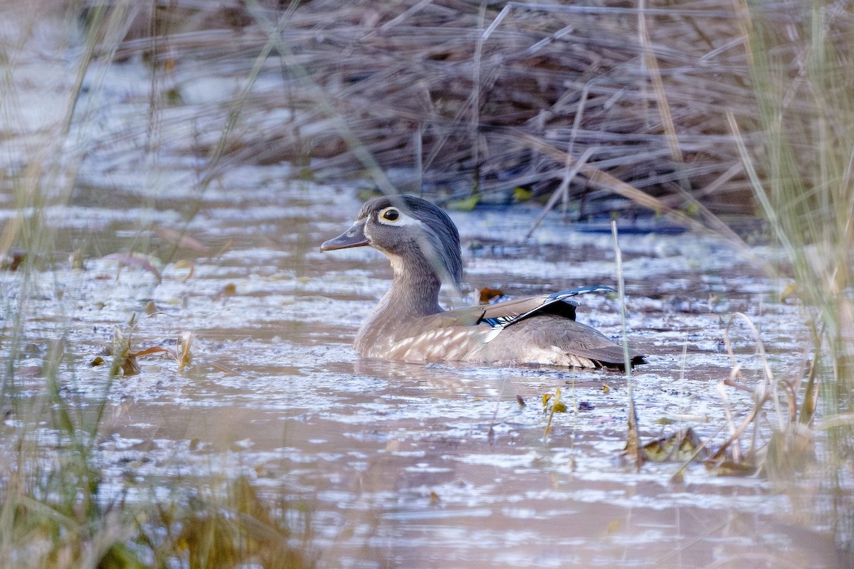 Wood Duck - ML615974936