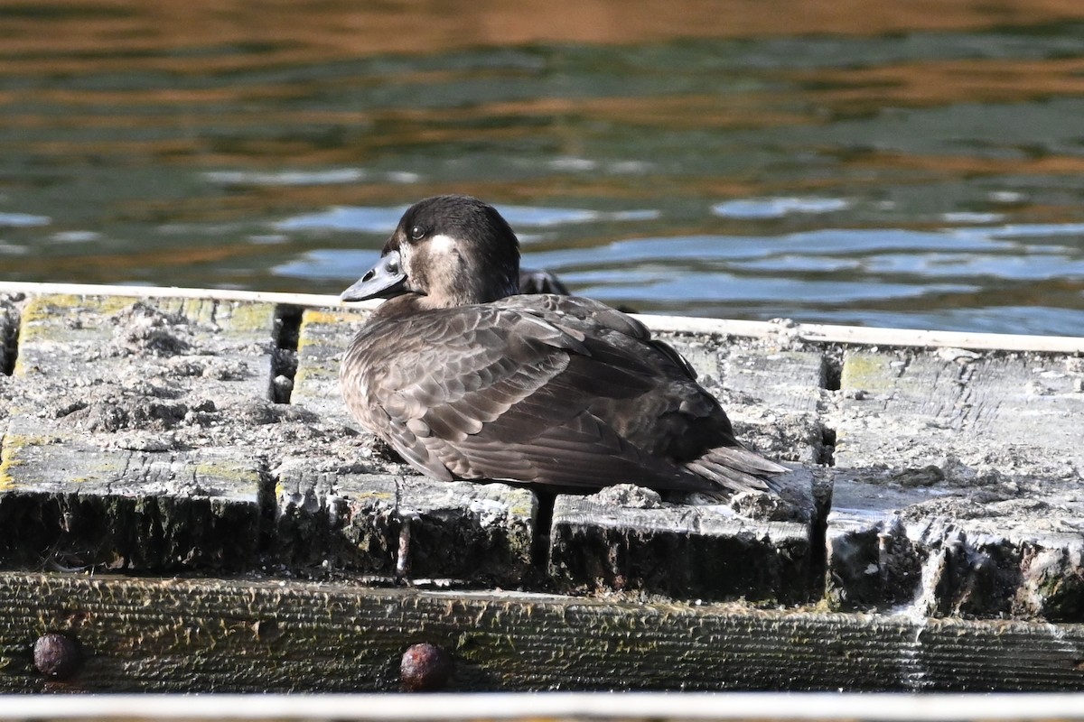 Surf Scoter - ML615974943