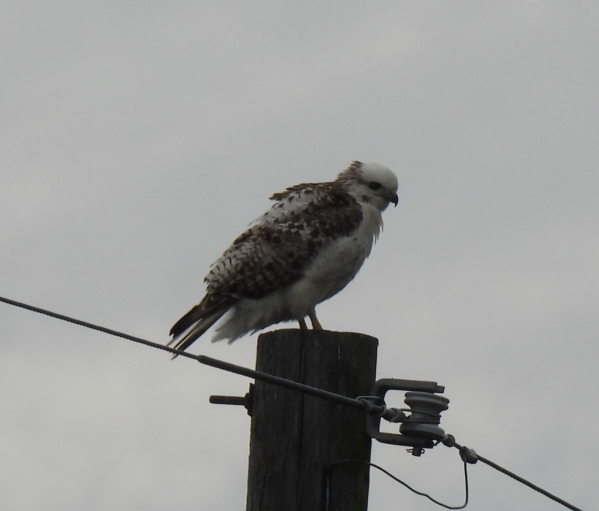 Red-tailed Hawk (Krider's) - Shelia Hargis