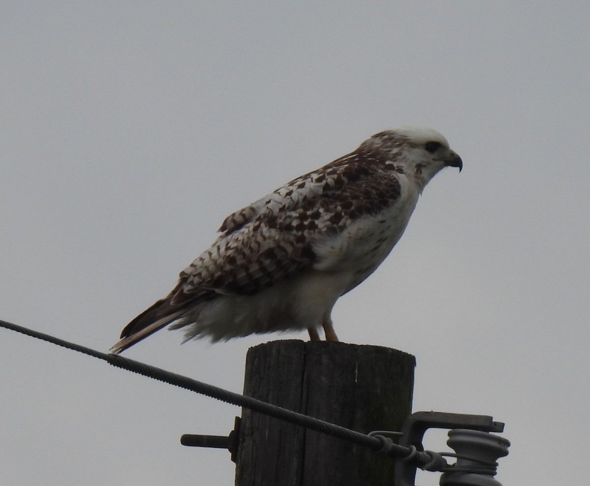 Red-tailed Hawk (Krider's) - Shelia Hargis