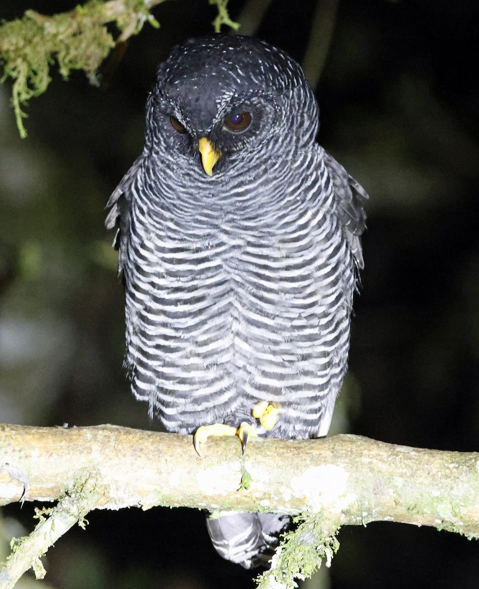 Black-banded Owl (San Isidro) - ML615975037