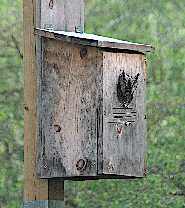 Eastern Screech-Owl (McCall's) - Steve and Sue Whitmer