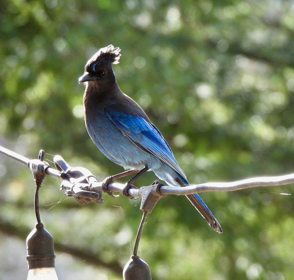 Steller's Jay - ML615975070