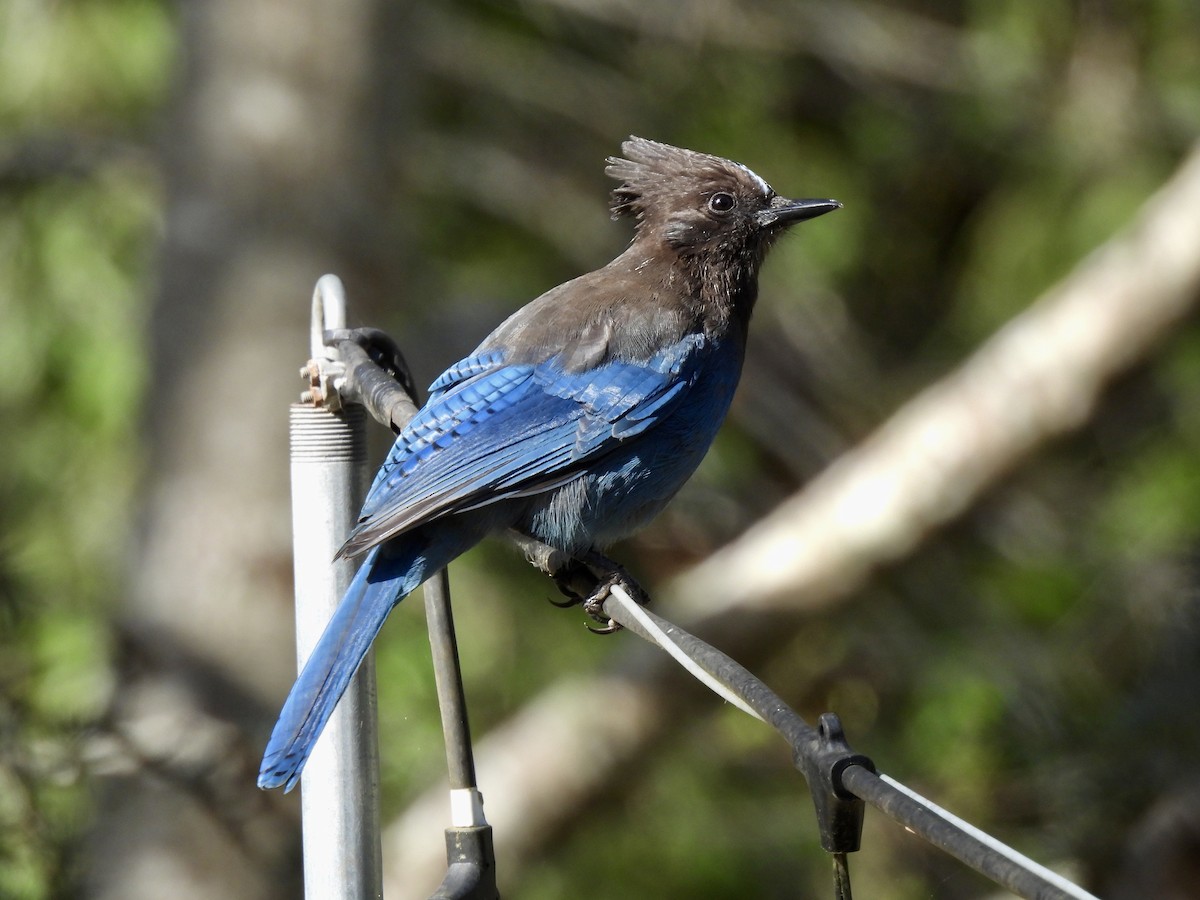 Steller's Jay - ML615975071