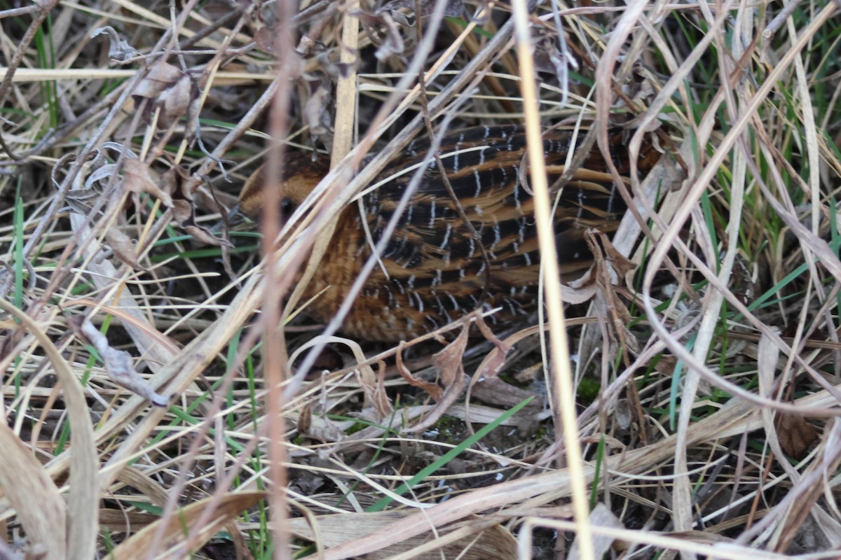 Yellow Rail - ML615975181