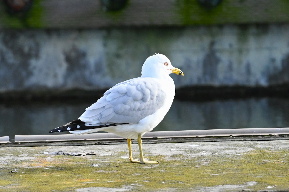 Ring-billed Gull - ML615975201