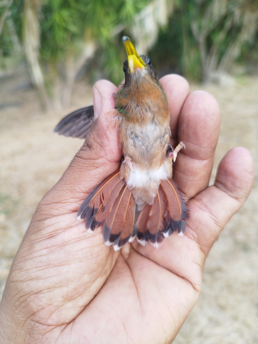 Краснохвостый колибри-отшельник - ML615975210