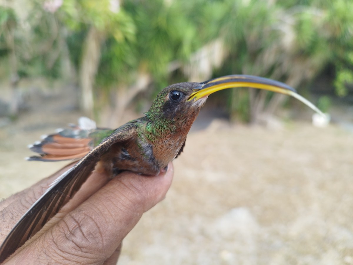 Rufous-breasted Hermit - ML615975211