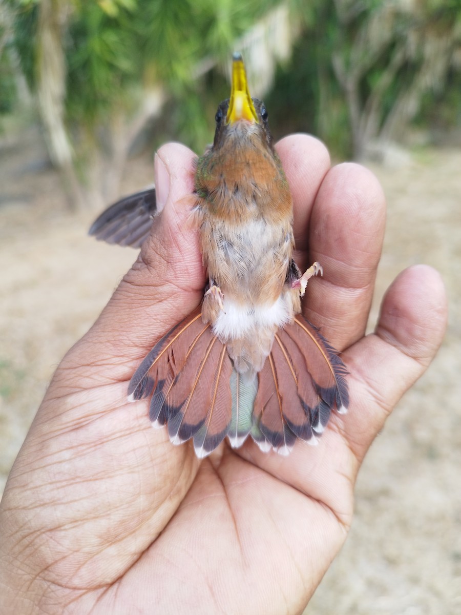 Краснохвостый колибри-отшельник - ML615975214