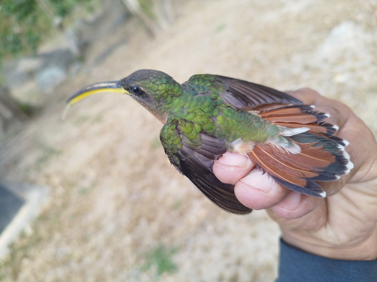 Rufous-breasted Hermit - Lisandro Rivero