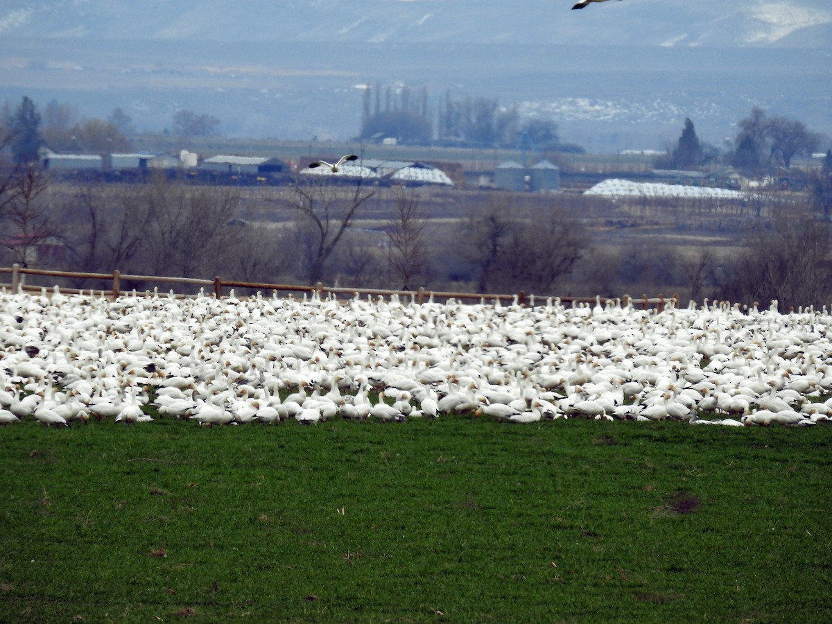 Snow Goose - ML615975220