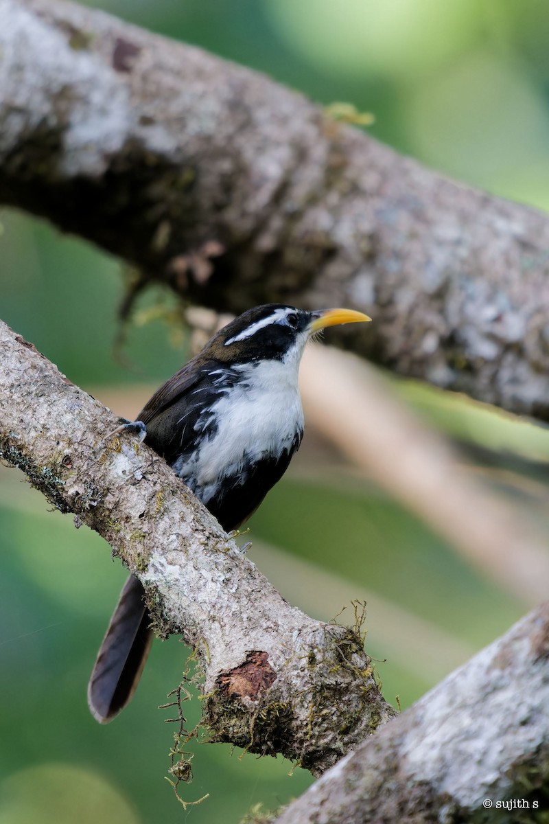 Indian Scimitar-Babbler - ML615975224