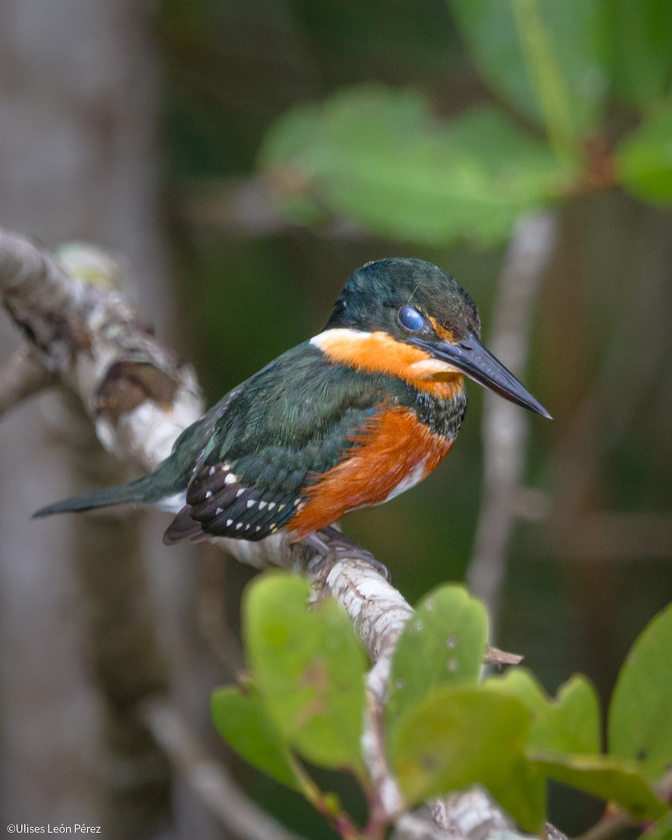 American Pygmy Kingfisher - ML615975245