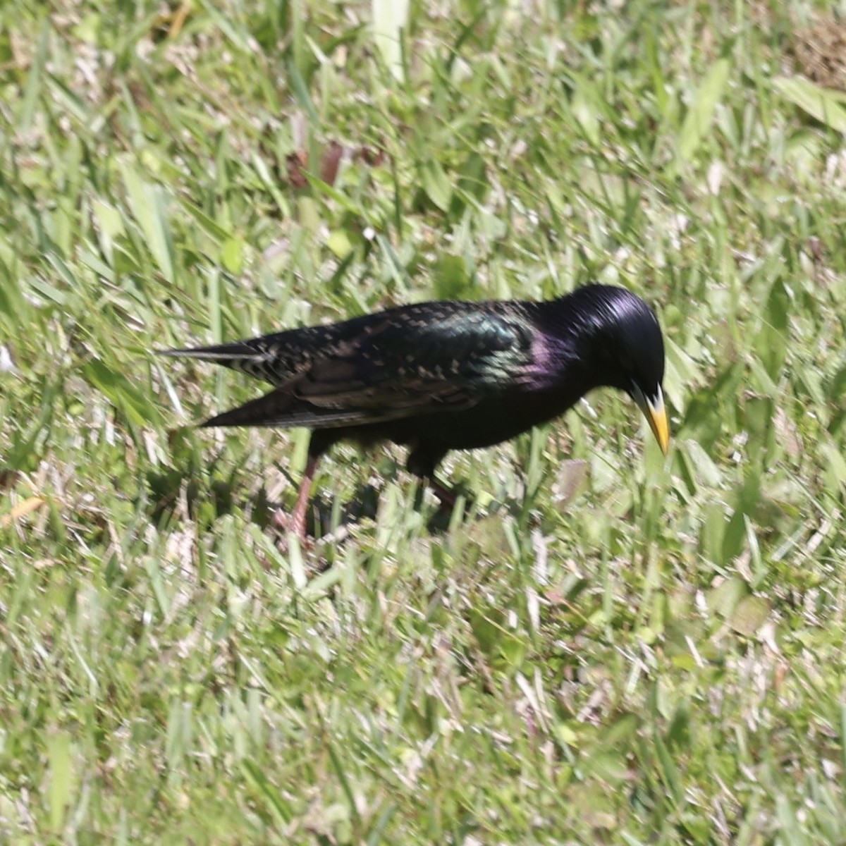 European Starling - Glenn and Ellen Peterson