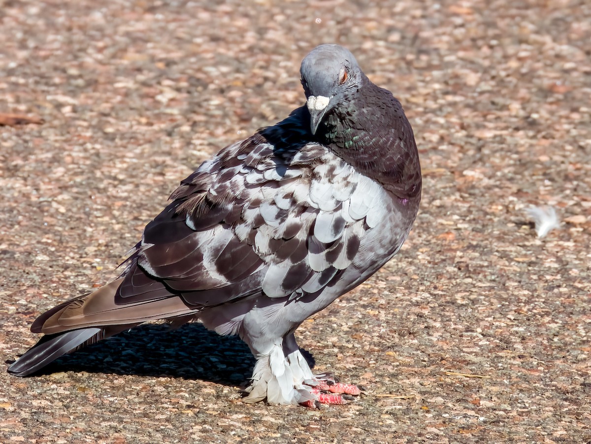 Rock Pigeon (Feral Pigeon) - ML615975306