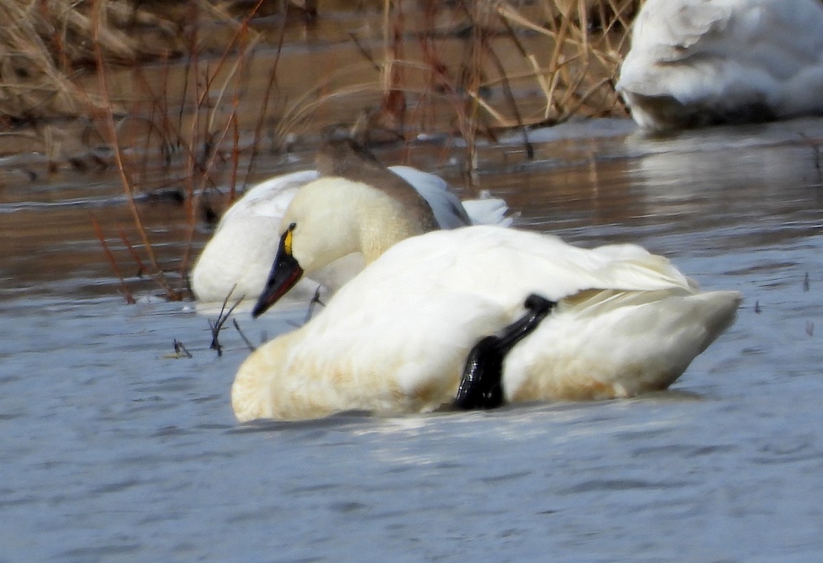 Tundra Swan - Bonnie Heinecke