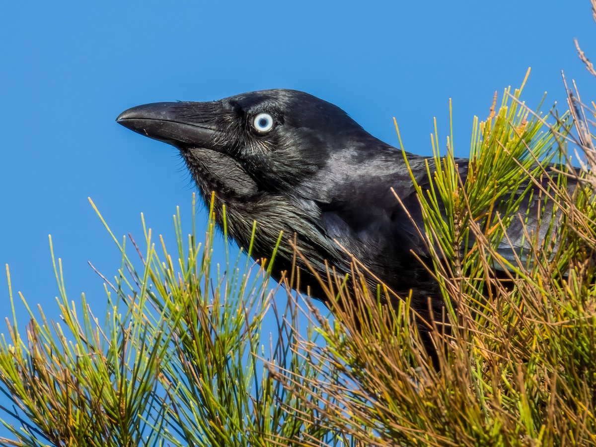 Corbeau d'Australie - ML615975339