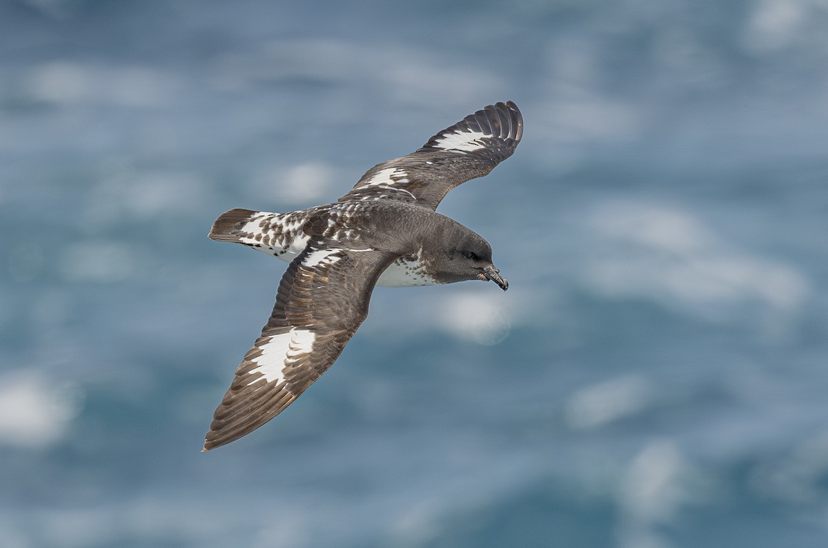 Cape Petrel - Benjamin Koenig