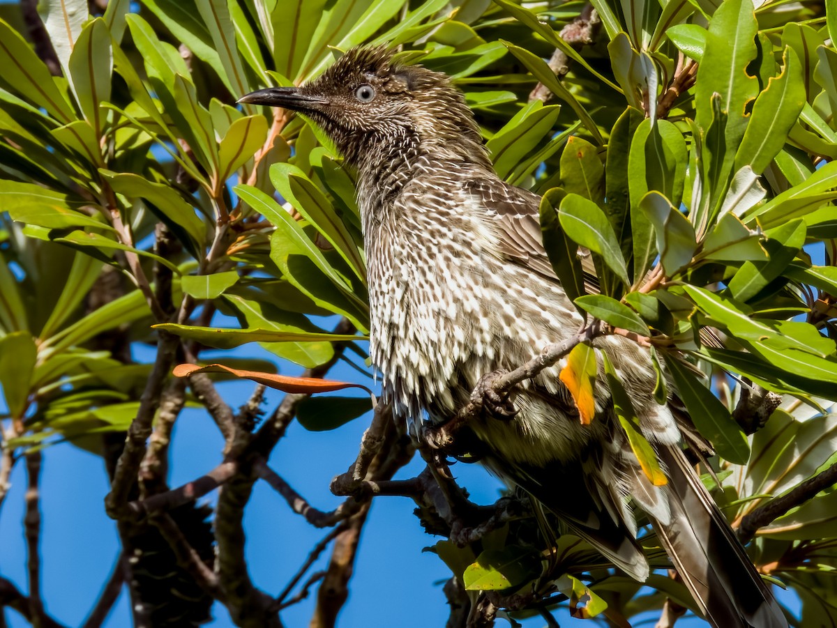 Little Wattlebird - Imogen Warren