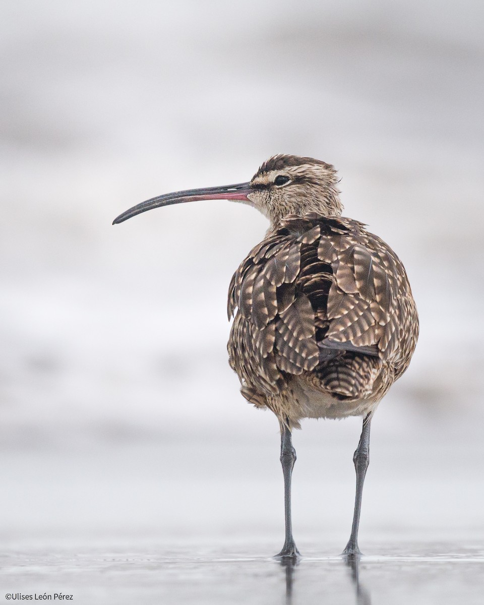 Whimbrel - Ulises León Pérez