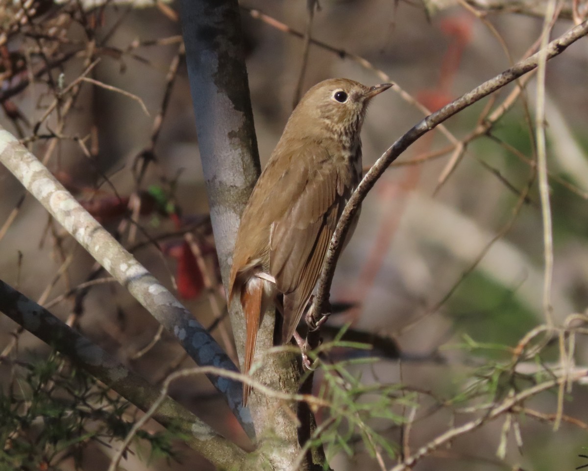 Hermit Thrush - ML615975416