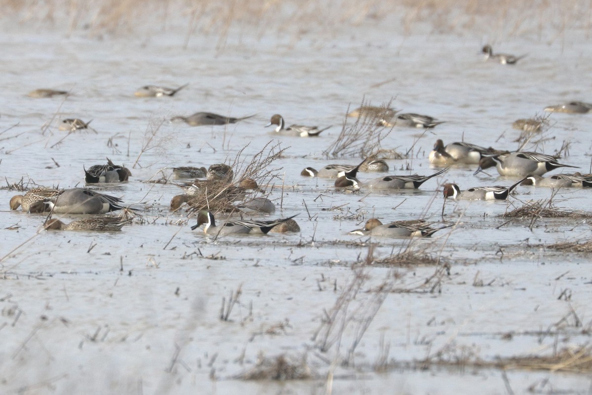 Northern Pintail - ML615975428