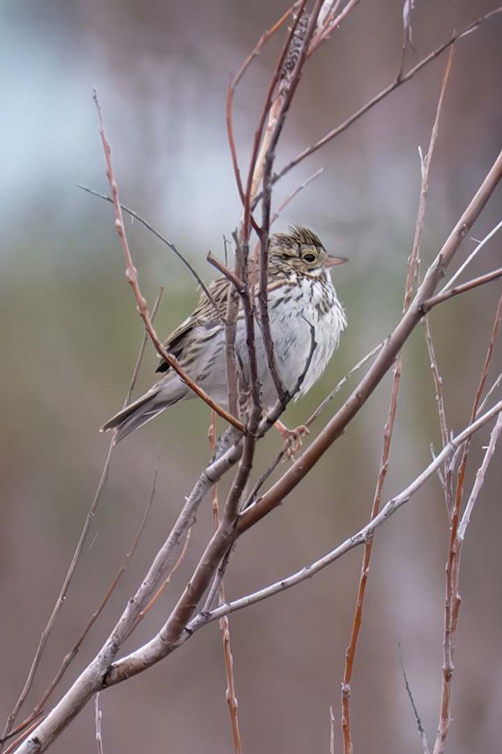 Savannah Sparrow - ML615975459