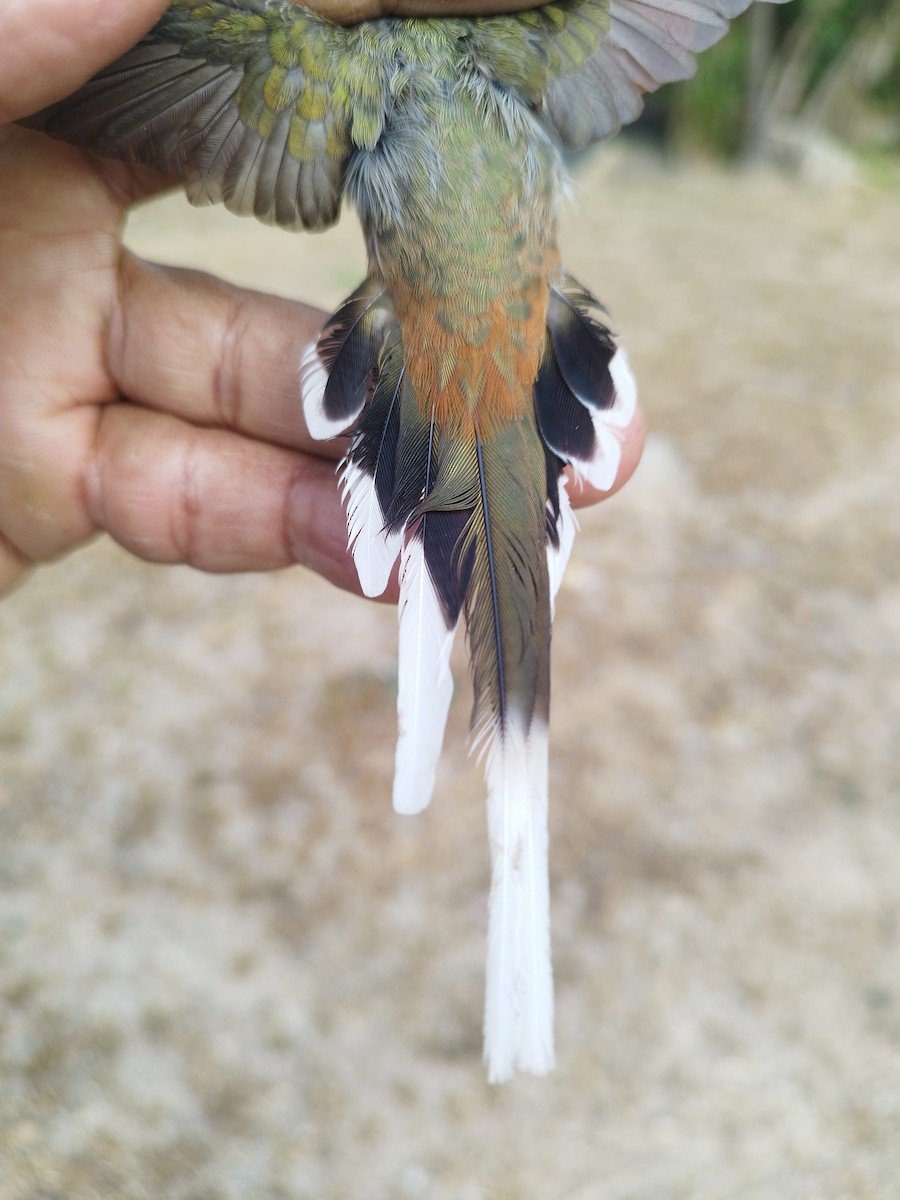 kolibřík tmavotemenný - ML615975461
