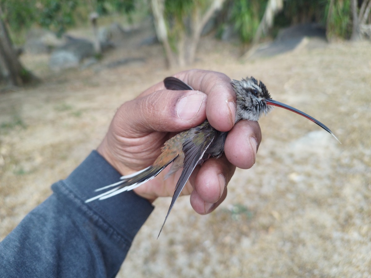 kolibřík tmavotemenný - ML615975480