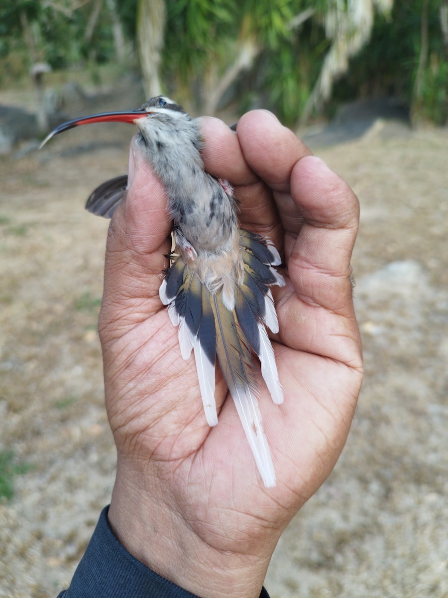 kolibřík tmavotemenný - ML615975481