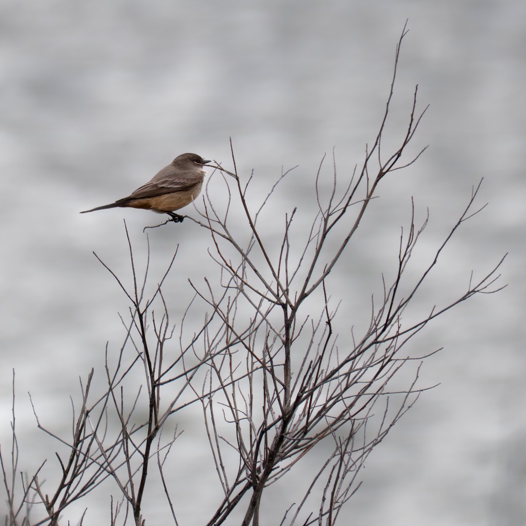 Say's Phoebe - ML615975583