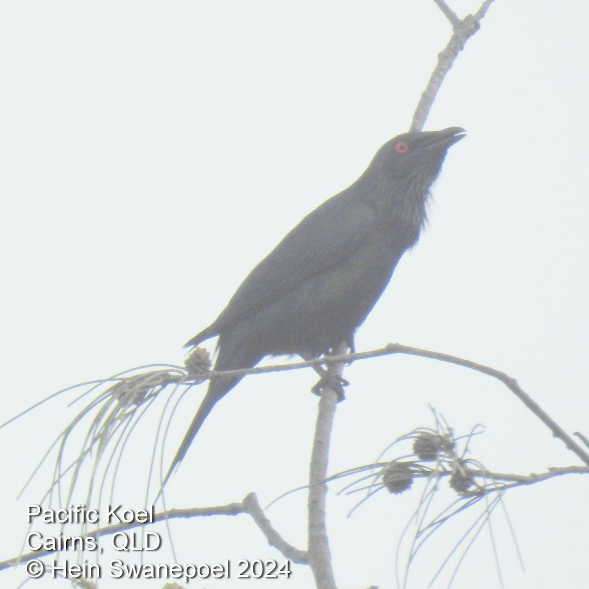 Pacific Koel - ML615975586