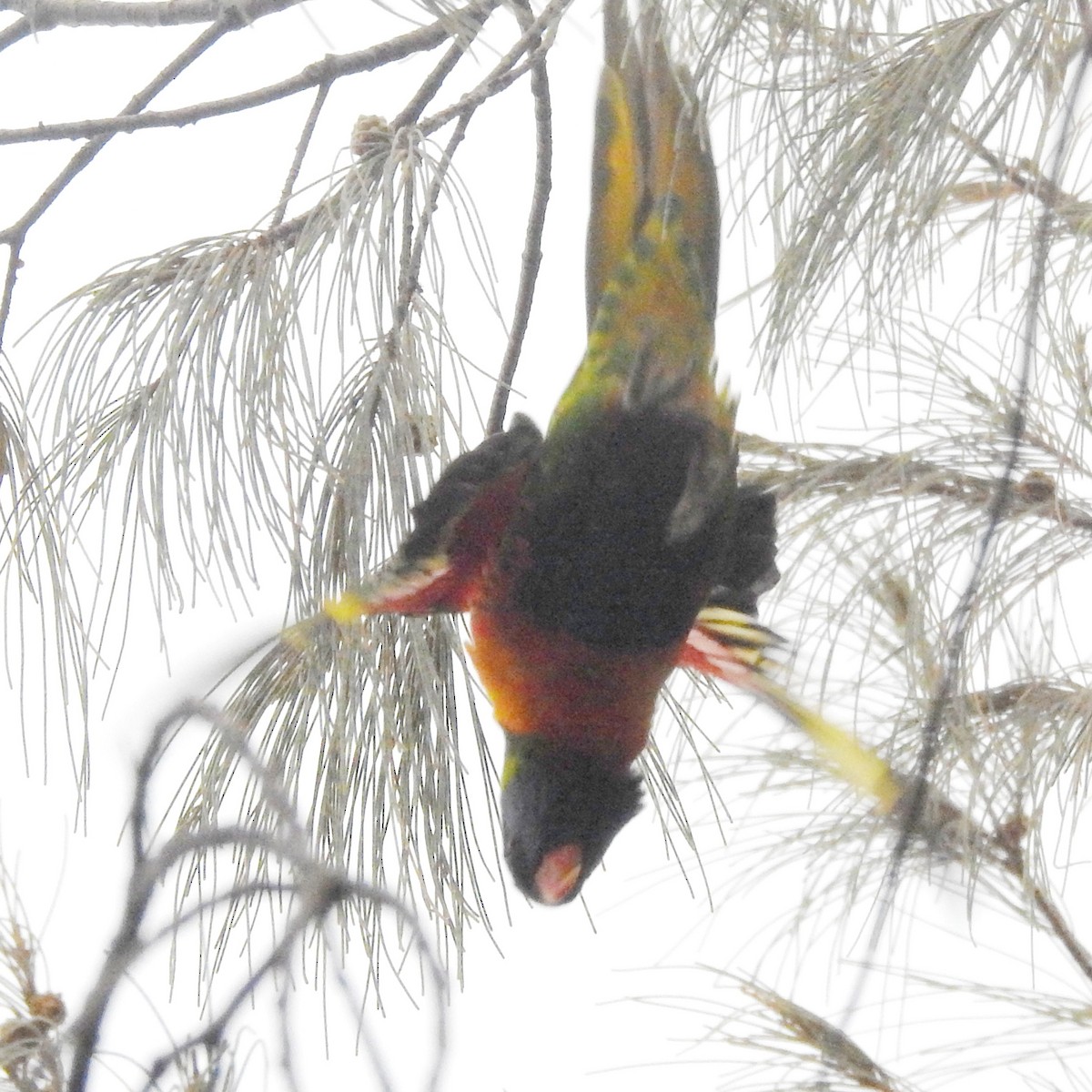 Rainbow Lorikeet - ML615975591