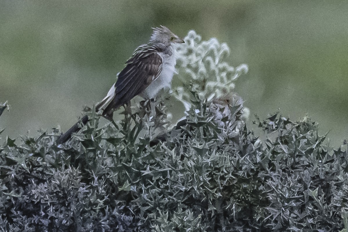 Guira Cuckoo - ML615975651