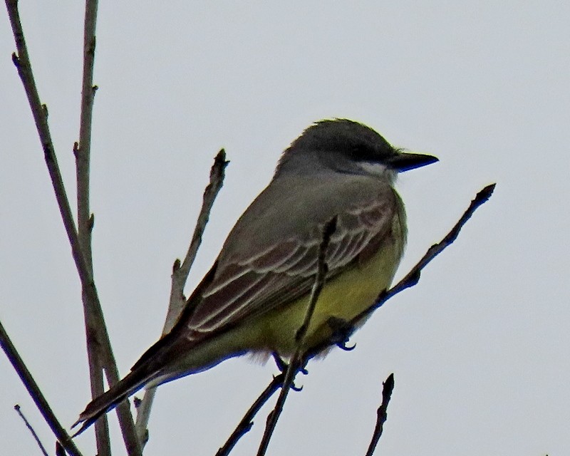 Cassin's Kingbird - ML615975671