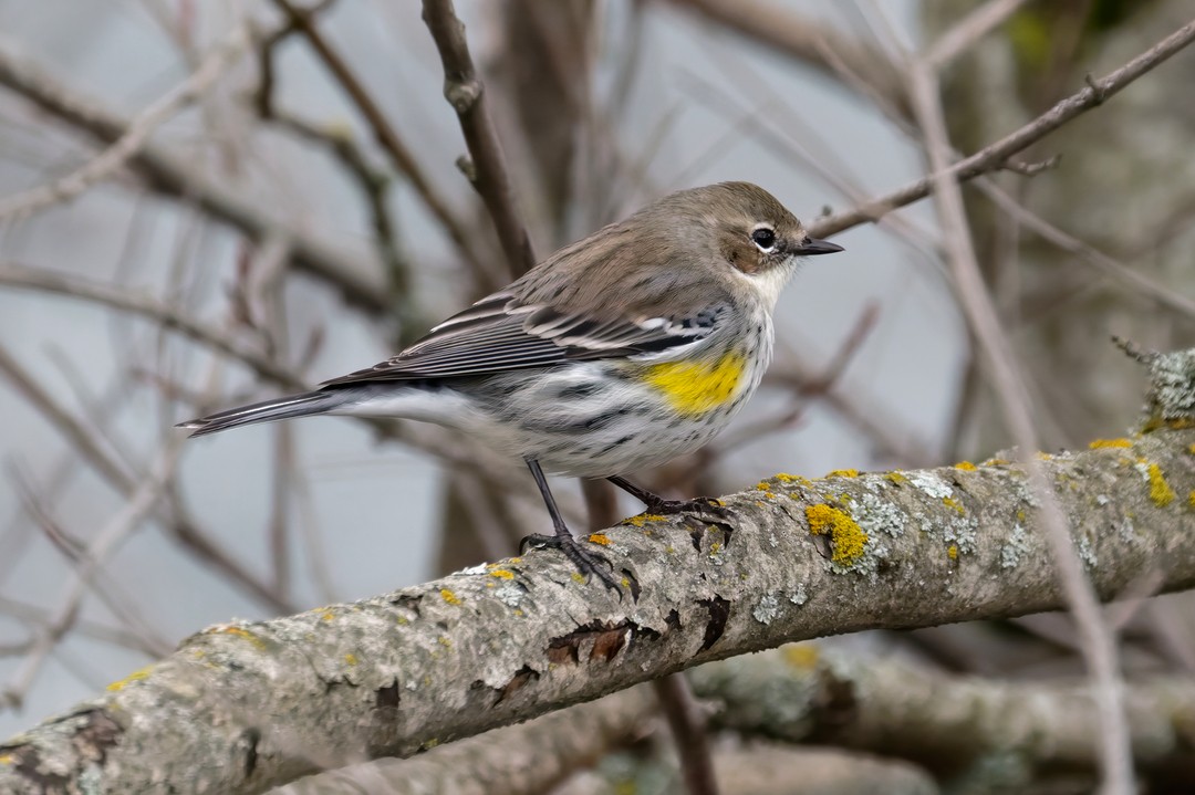 Yellow-rumped Warbler (Myrtle) - ML615975707