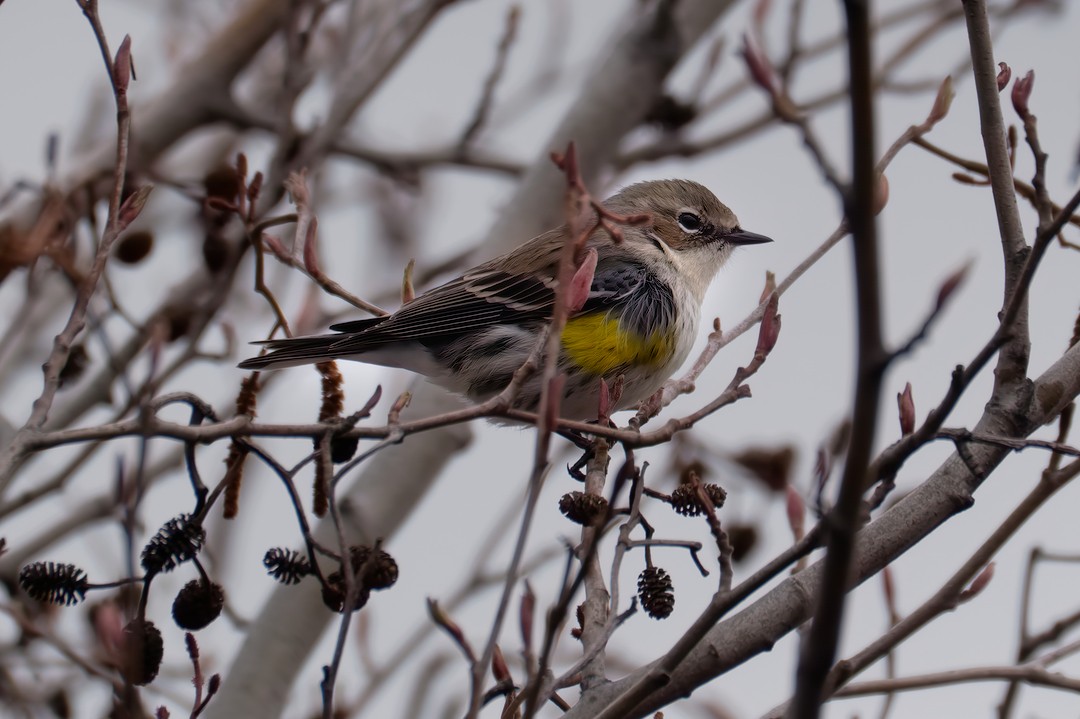 Пісняр-лісовик жовтогузий (підвид coronata) - ML615975793