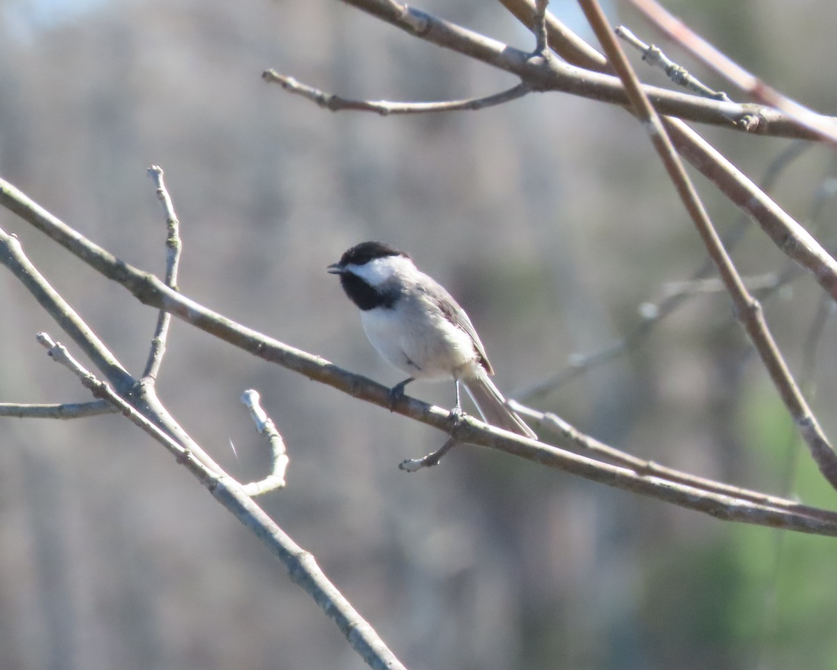 Carolina Chickadee - ML615975922