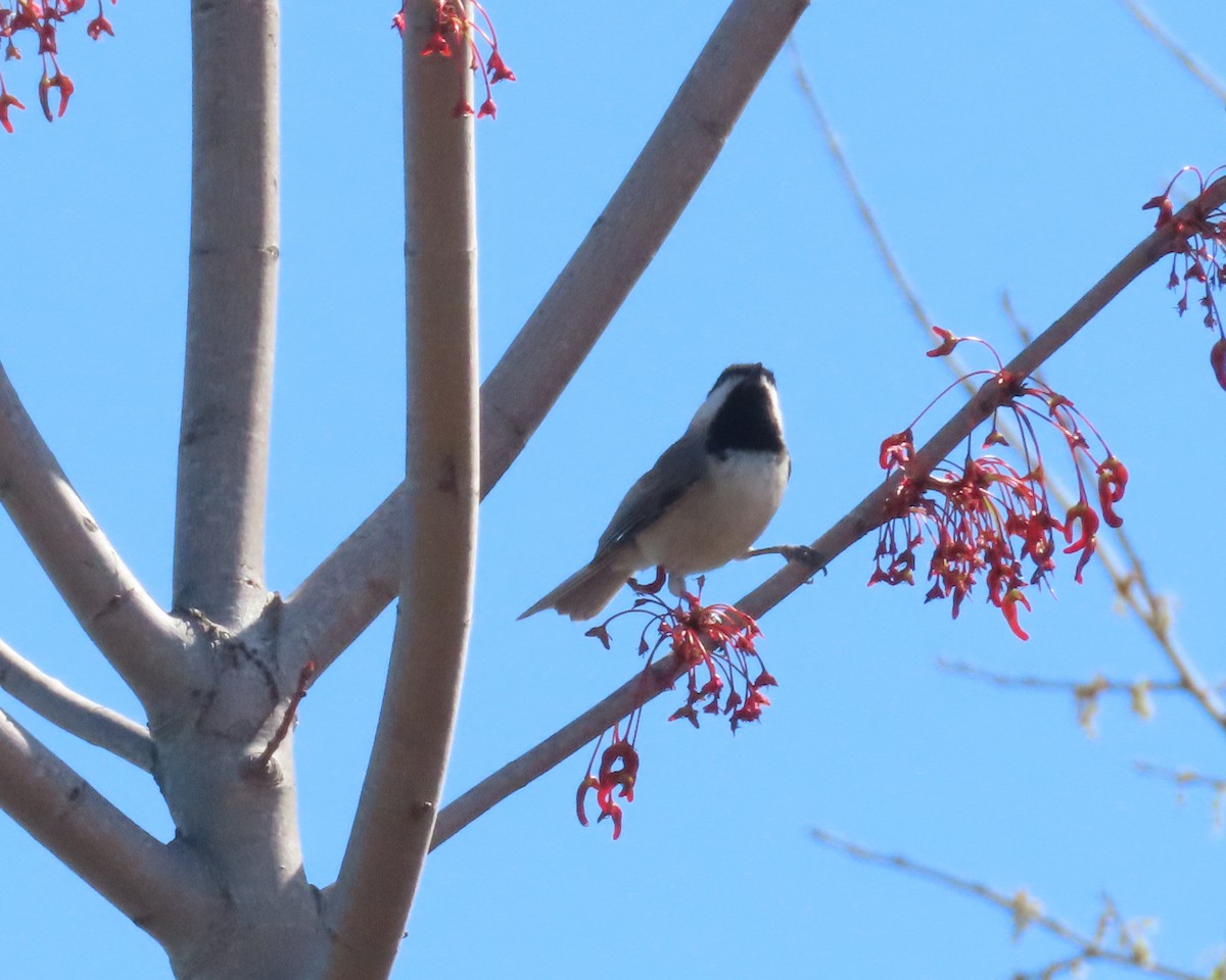 Carolina Chickadee - ML615975923