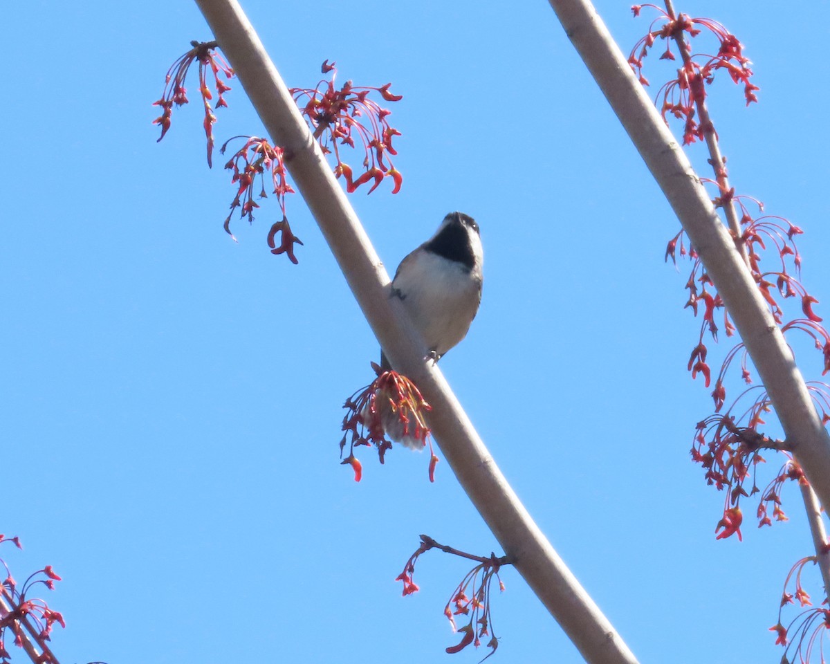 Carolina Chickadee - ML615975924