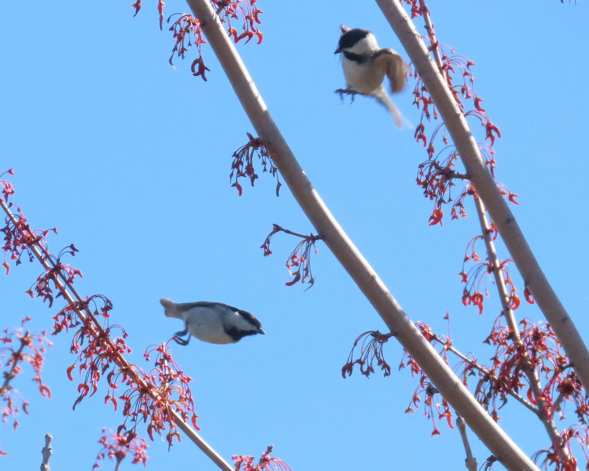 Carolina Chickadee - ML615975925