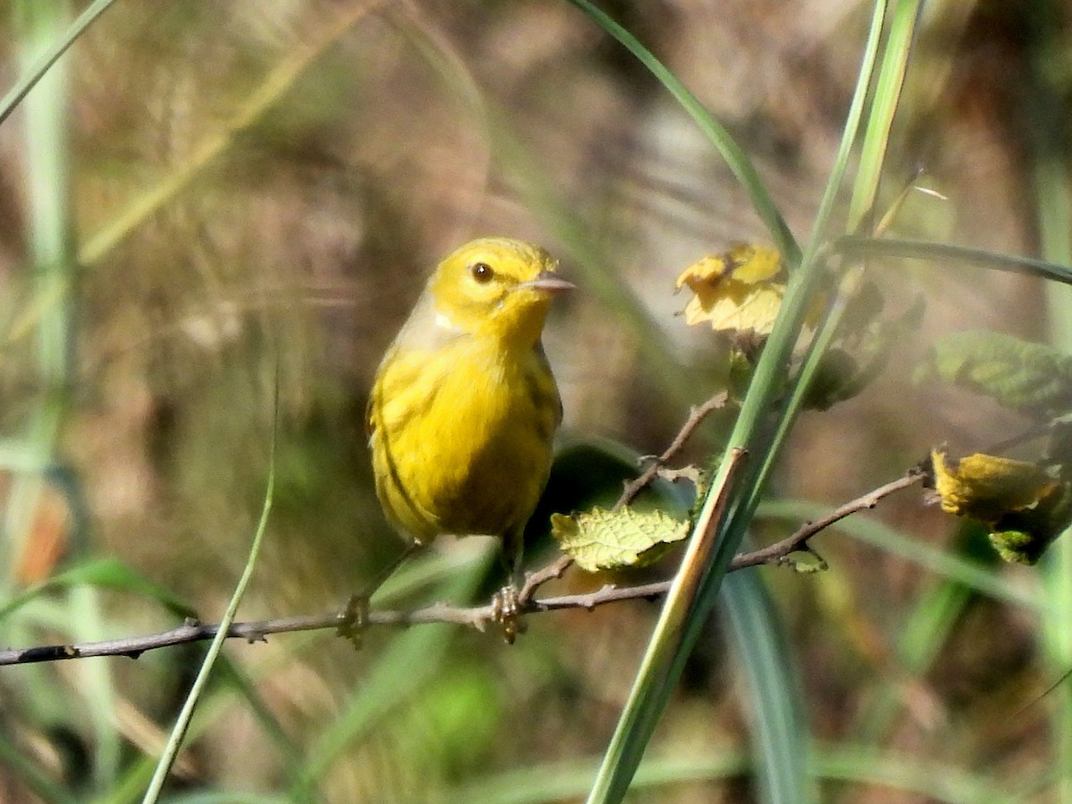 Prairie Warbler - Marlene Waldron