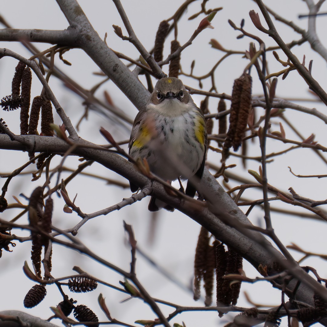 Пісняр-лісовик жовтогузий (підвид coronata) - ML615975951