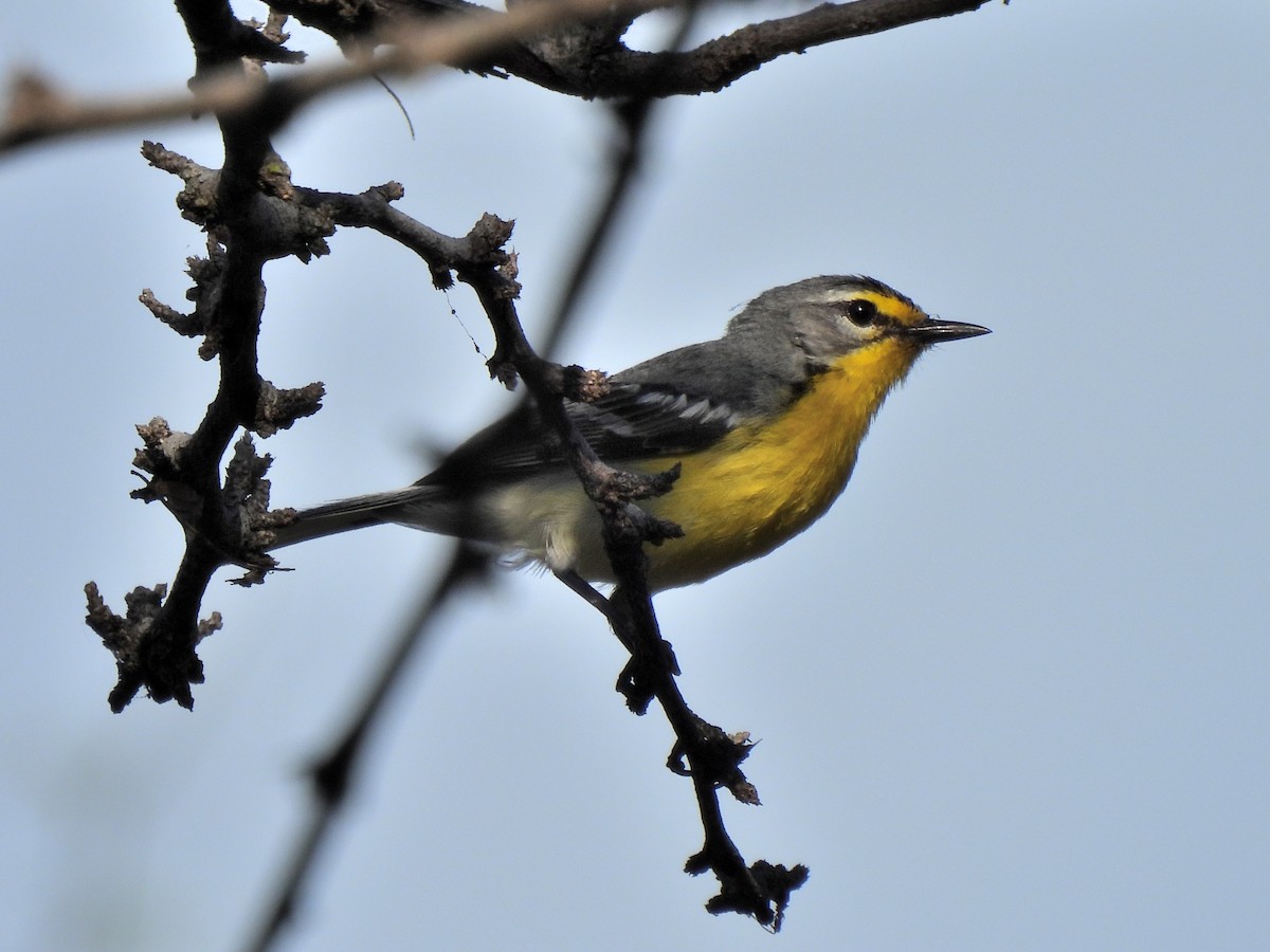 Adelaide's Warbler - Marlene Waldron