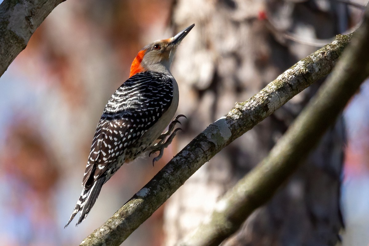 Red-bellied Woodpecker - ML615975979