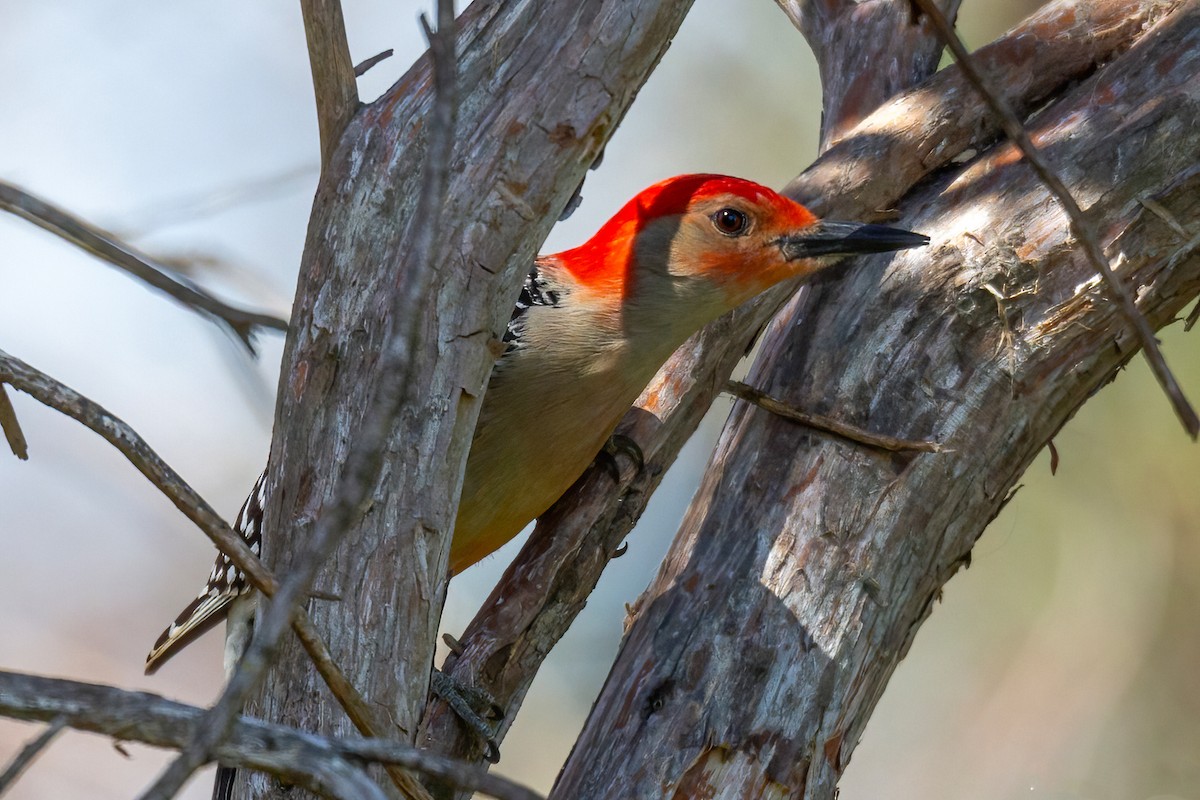 Red-bellied Woodpecker - ML615975980
